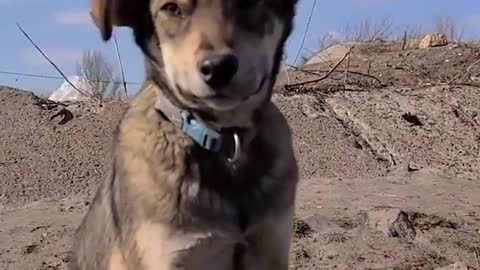 A Homeless Man Has Spent His Life Caring For 30 Abandoned Dogs