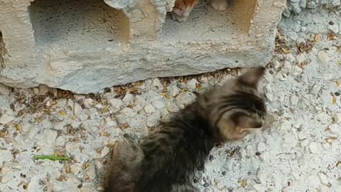 Two cute kittens playing