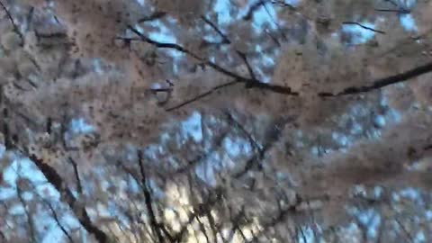 In Seoul, cherry blossoms