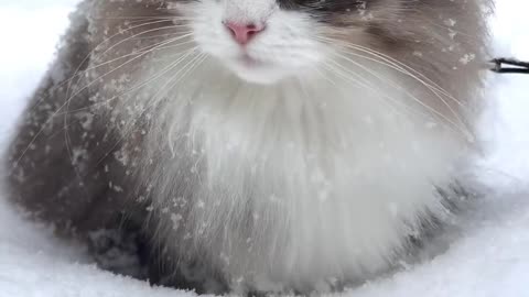 Beautiful Cat on Snow