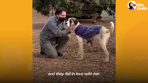 Giant Dog Who Lived In A Crate For 6 Years Freaks Out Over Her First Cheeseburger - The Dodo