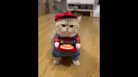 Enjoy you pizza. And don't forget to leave a tip for your purr-fect waiter #cat #cute