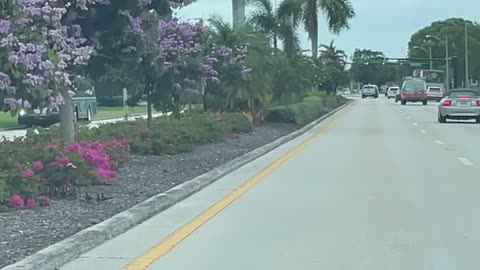 Florida Ducklings Helped Across Street