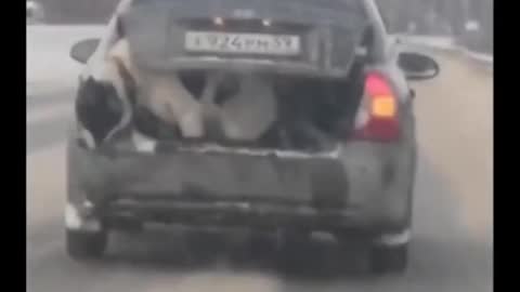 WATCH THIS COURAGEOUS DOG JUMP OFF A MOVING CAR!!