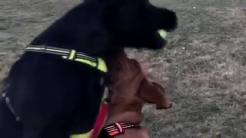 Black dog jumps steal ball from brown dog during catch