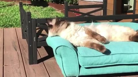 Tabby cat basking in the sun