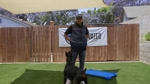 DOG TRAINING FUNDAMENTALS: EPISODE 4