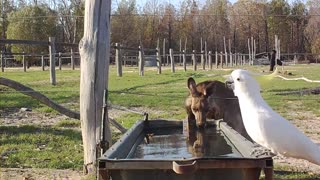 Thirsty Animals Drink Together During Drought