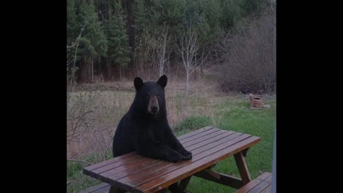 Montana Black Bear Tragedy