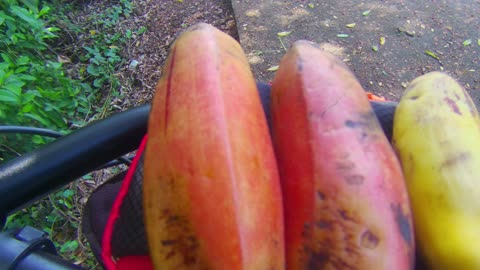 Red Banana