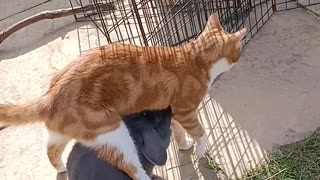 Bunny Follows Kitty Like a Shadow