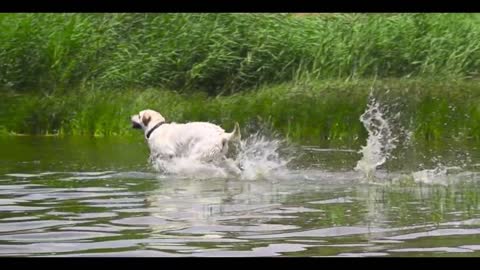 A dog that crosses mountains and rivers