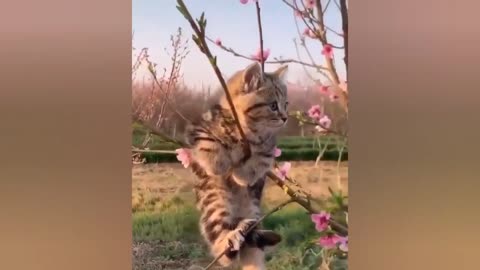 THE BEST FUNNY CAT VIDEOS OF THE WEEK 😸-Try Not To Laugh Or Grin