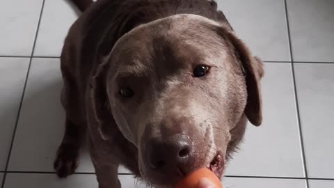 Labrador egg fail