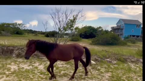 A HORSE and his BIRD! Bird RUNNING and followingwild horse