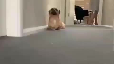 Funny Dog dancing a