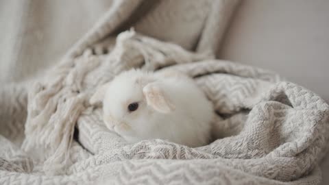 A Rabbit on a Blanket