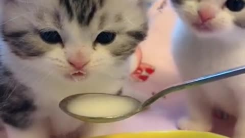 cat and milk