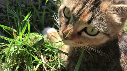 Animal cat catches a lizard