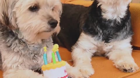 Dog celebrates birthday with Bf but left friends cold outside