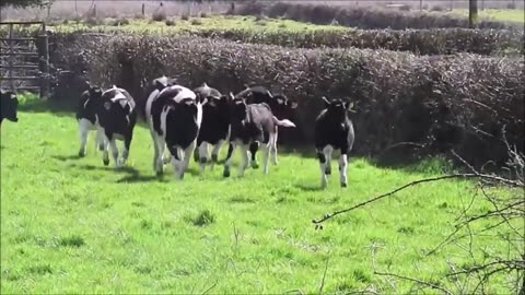 Cows Go Moo (Baby Edition) - CUTEST Compilation