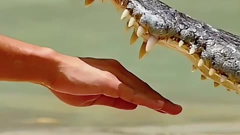 Man Dares to Put Hand in Crocodile's Mouth!