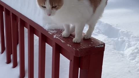 Kitten jumps into the snow and this happened..