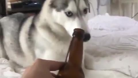 Husky who has been forced to drink by his master