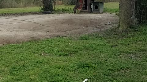 Mya the blue bull dog jumping for her rope again