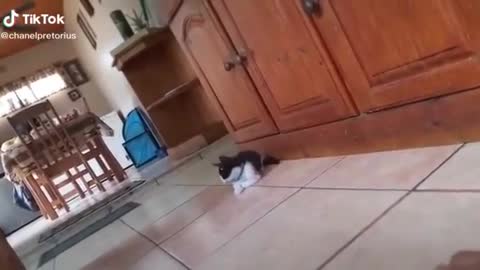 Cat Vs Tiger : runn