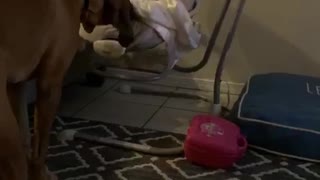 Doggo Rocks Baby to Sleep