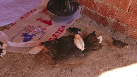 Clever chick goes for piggy back ride on mom's back