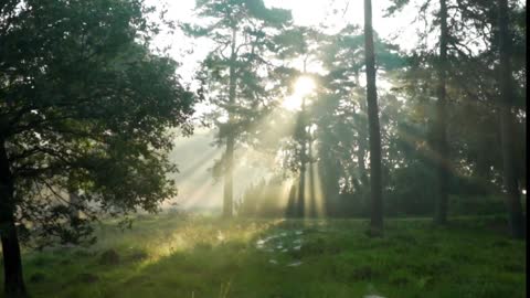 1 Hour Of Relaxing In The Woods To Help You Sleep And Reduce Anxiety (ASMR)