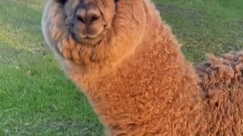 Cute alpaca