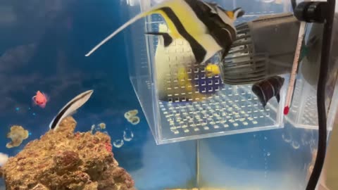 Juvenile Inazumacanthus, moorish idol, after medicated bath