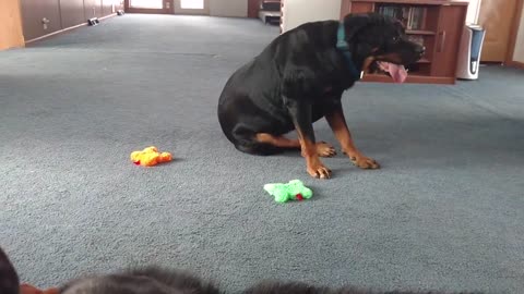 Dachshund reprimands wolf hybrid