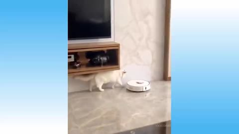 Cat Funny Videos Try Not Laugh