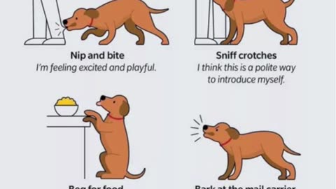 🐶🐾👀 Common Dog Behaviors Explained: What Your Pup is Trying to Tell You! 🗣️🤔👂