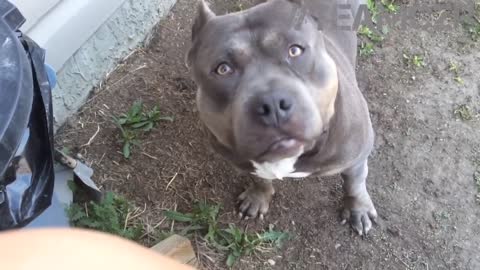 Stubborn Bully Czr