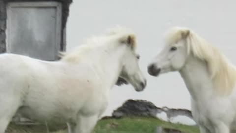 Icelandic Horses Frolicking in front of Skjálfandi Bay