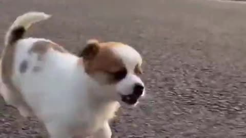 Adorable Puppy Plays with Quacky Ducklings: A Paw-some Adventure