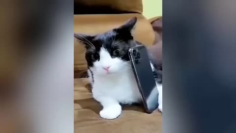 Funniest Dogs And Cats# 2 Videos 😂 - Best Funny Animal Videos 2023