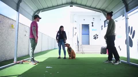 Pitbull Training for obedience with Americas Canine Educator