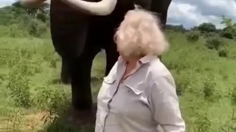 Elephant With A Good Sense Of Humor #shorts #shortvideo #video #virals #videoviral