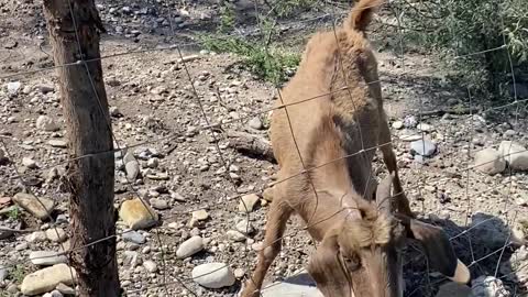 Saving a Goat with Horns Stuck in a Fence