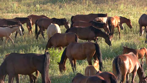 a horse is grazinga a red horse is grazing a beauti