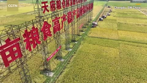 China's agricultural technology helps Qatar grow vegetables in desert