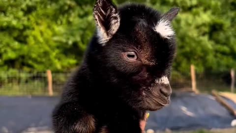 Cute tiny Goat with Amazing Sound Effect