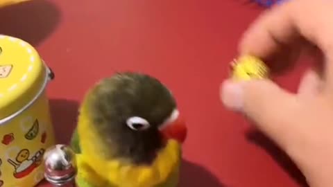 Smart parrot