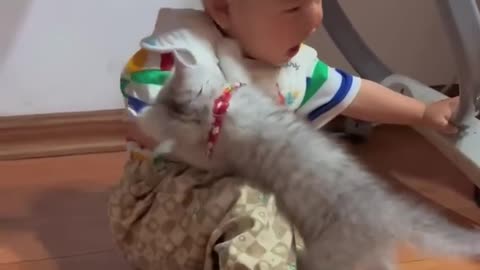 Cute cat and baby video